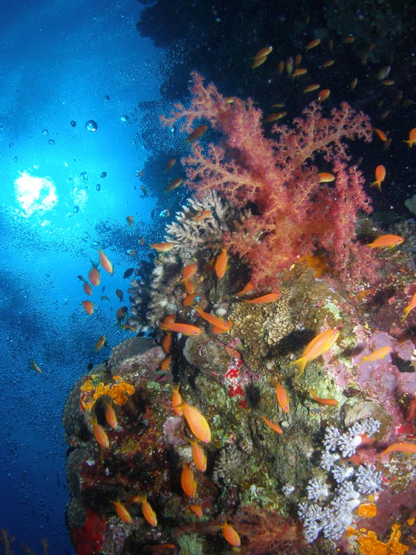 3. Sea-Diver Safari 2014
