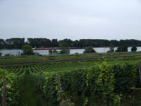 Weinberge