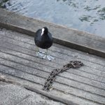 Bodensee-Basel