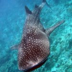 maldives