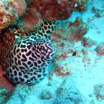 maldives