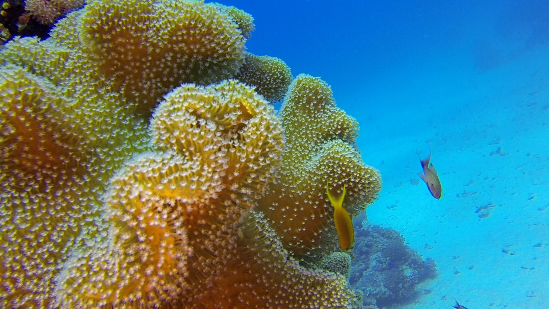 Sea-Diver Tauchsafari